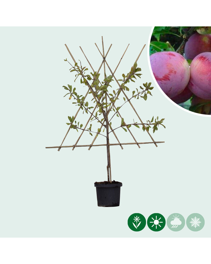 Prunus d. 'Reine Claude d'Althan' | Pruimenboom | Leivorm