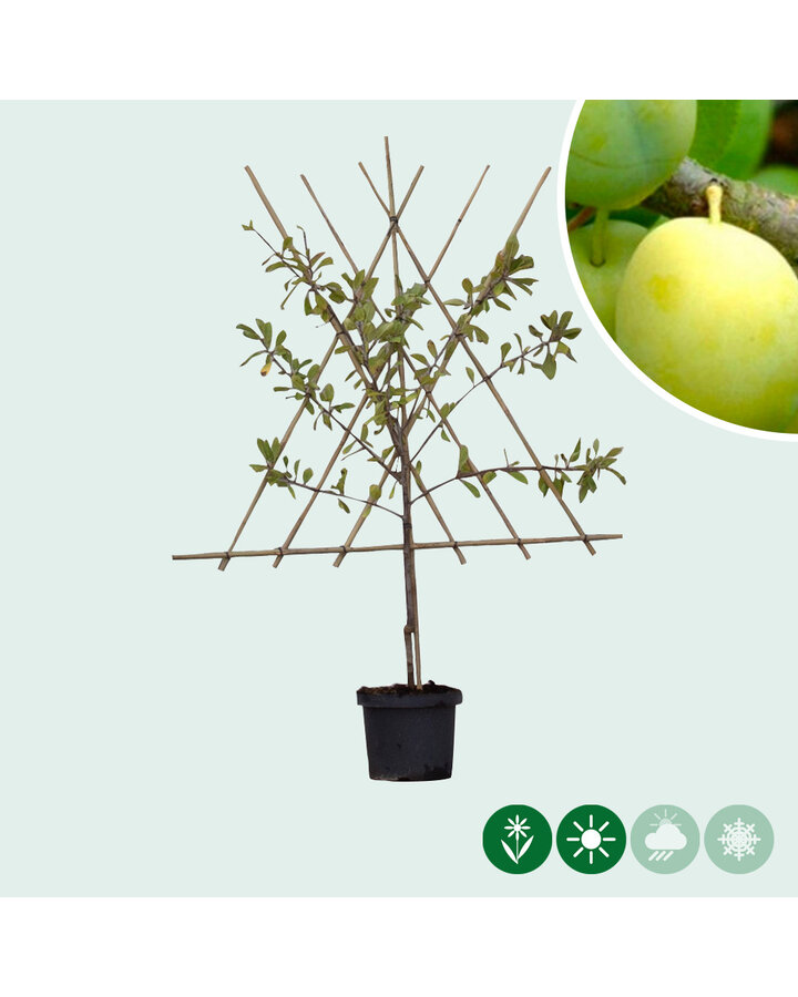 Prunus d. 'Reine Claude Verte' | Pruimenboom | Leivorm