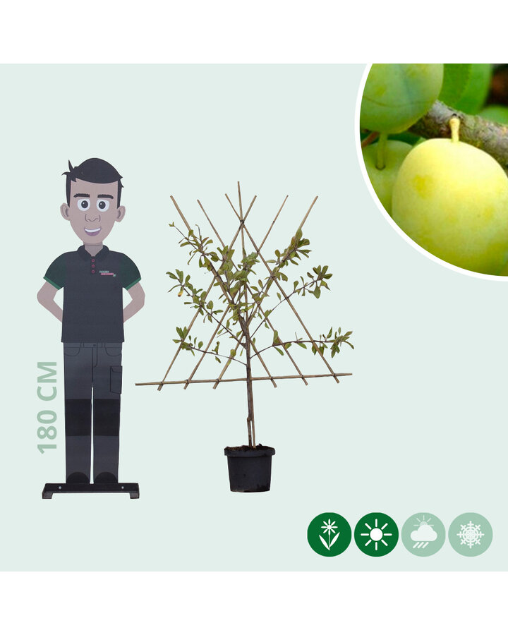 Prunus d. 'Reine Claude Verte' | Pruimenboom | Leivorm