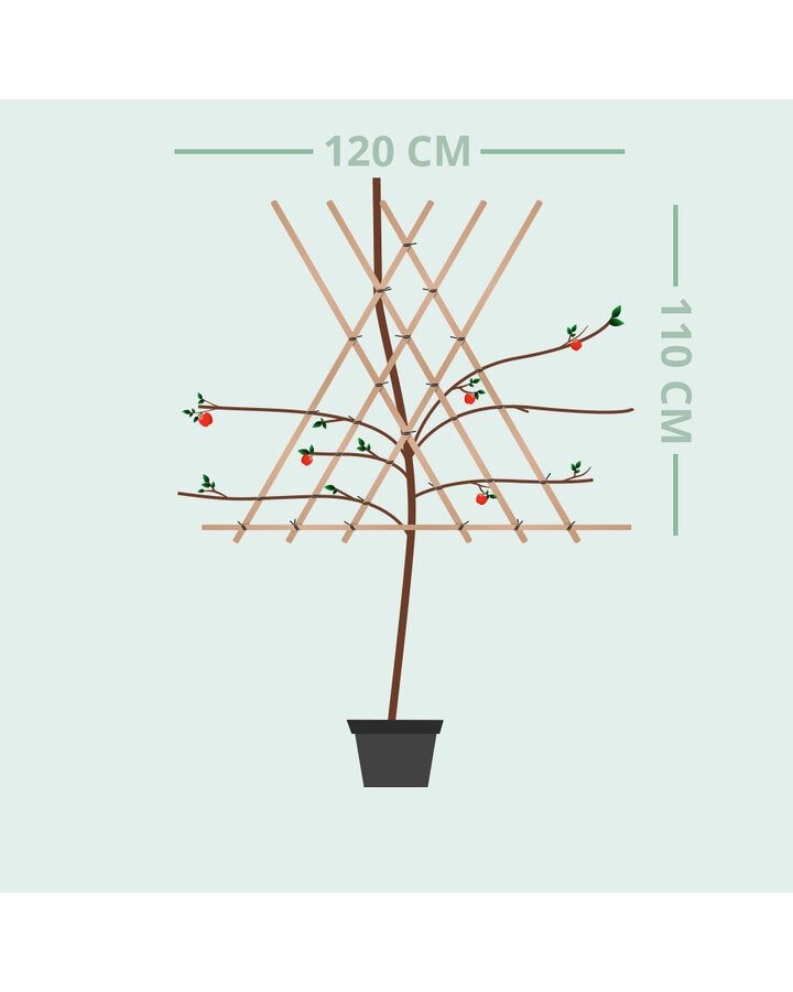Prunus a. 'Van' | Kersenboom | Leivorm