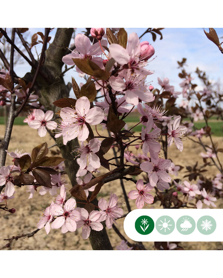 Prunus cerasifera 'Nigra' | Rode sierpruim | Dakvorm