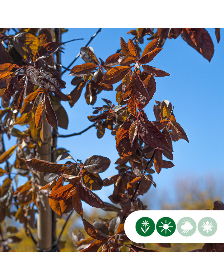 Prunus cerasifera 'Nigra' | Rode sierpruim | Dakvorm