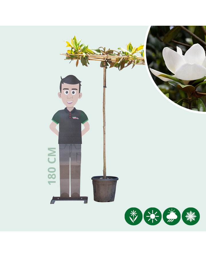 Magnolia grandiflora | Magnolia | Dakvorm