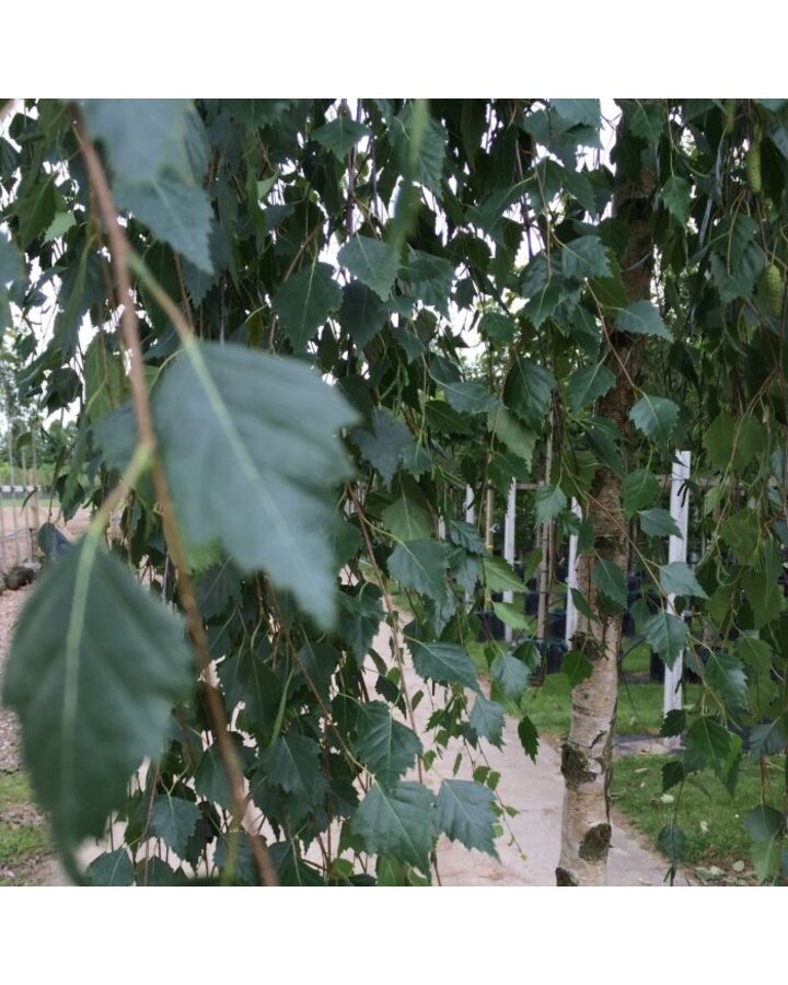 Betula pendula 'Youngii' | Treurberk