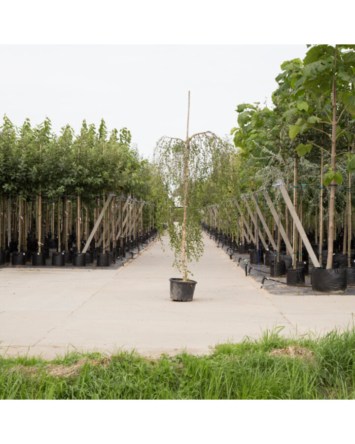 Betula pendula 'Youngii' | Treurberk