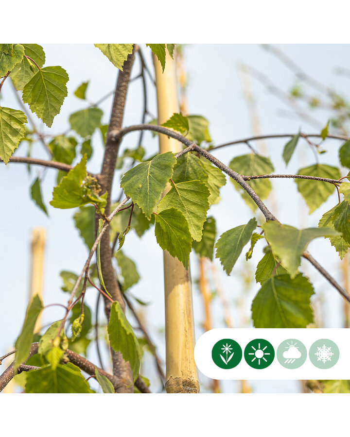 Betula pendula 'Tristis' | Prieel berk