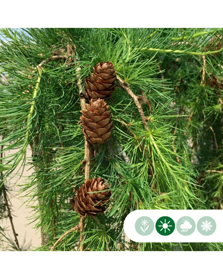 Larix kaempferi 'Stiff Weeper' | Japanse treurlork | Laanboom