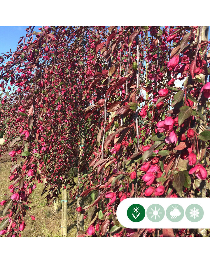 Malus 'Royal Beauty' | Rode treur sierappel