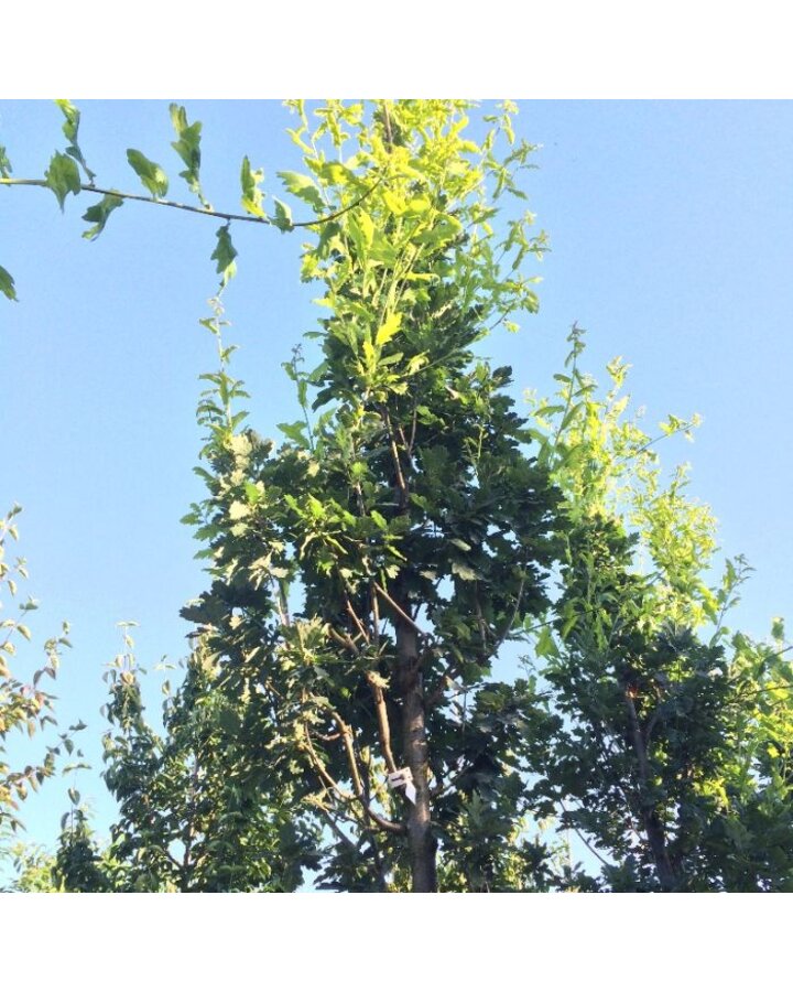 Quercus robur 'Fastigiate Koster' | Zuilvormige eik