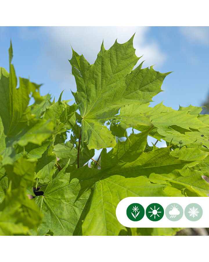 Acer platanoides | Zuil esdoorn