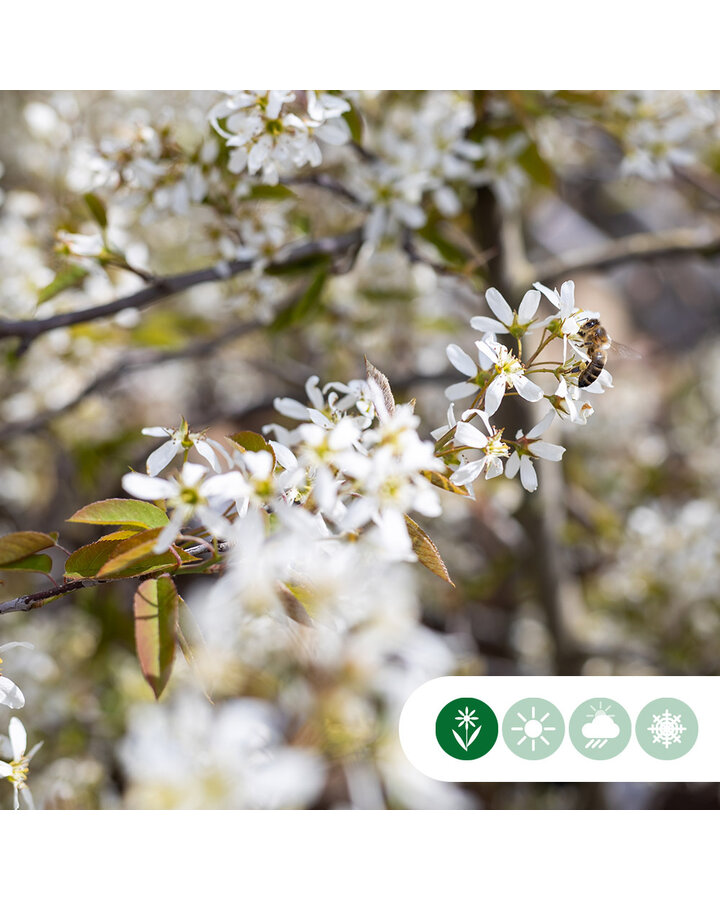 Amelanchier 'Rainbow Pillar' | Zuil krentenboom | Laanboom