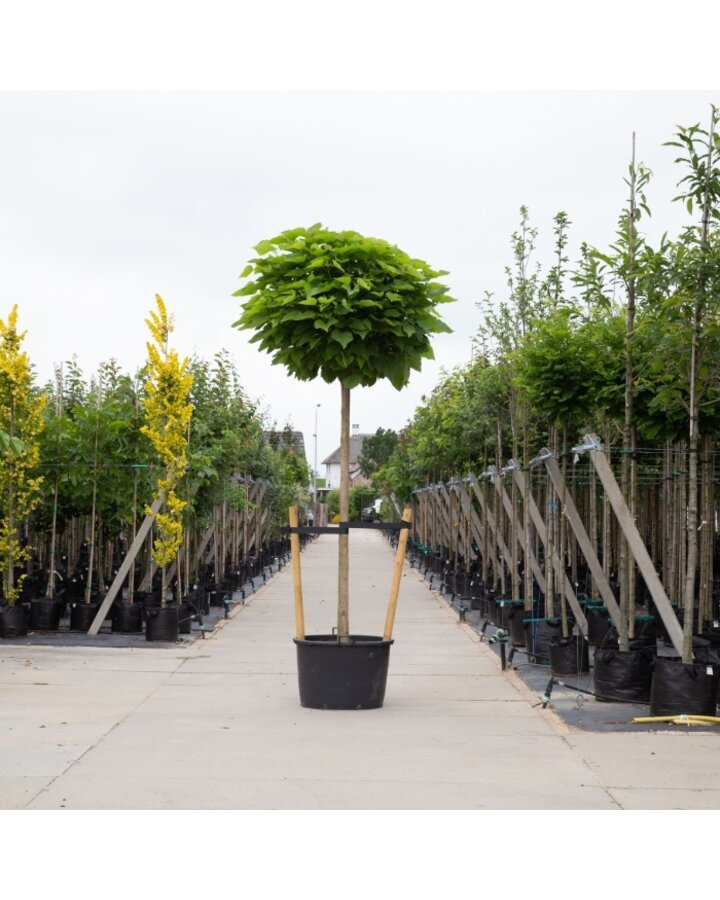 Catalpa bignonioides 'Nana' | Bol trompetboom