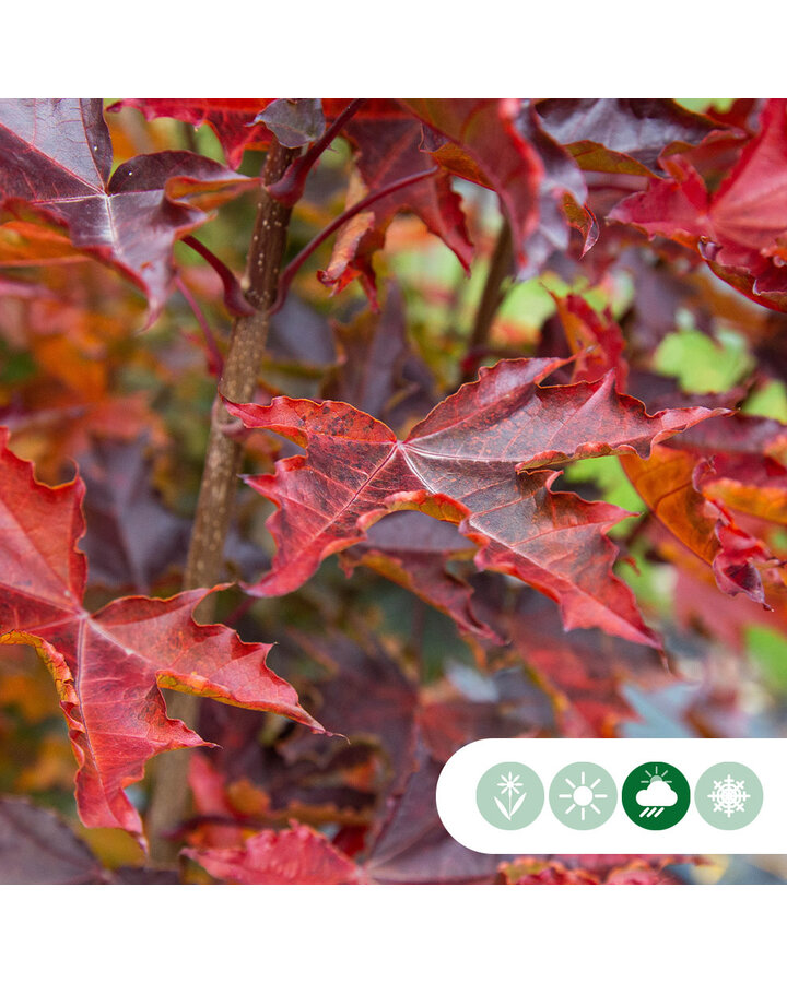 Acer plat. 'Crimson Centry' | Rode esdoorn