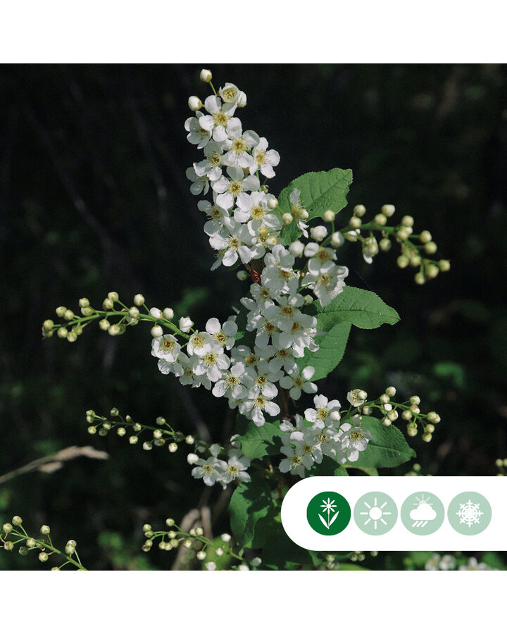 Prunus eminens 'Umbraculifera' | Bolsierkers