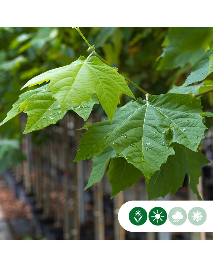 Platanus acerifolia 'Alphen's Globe' | Bolplataan