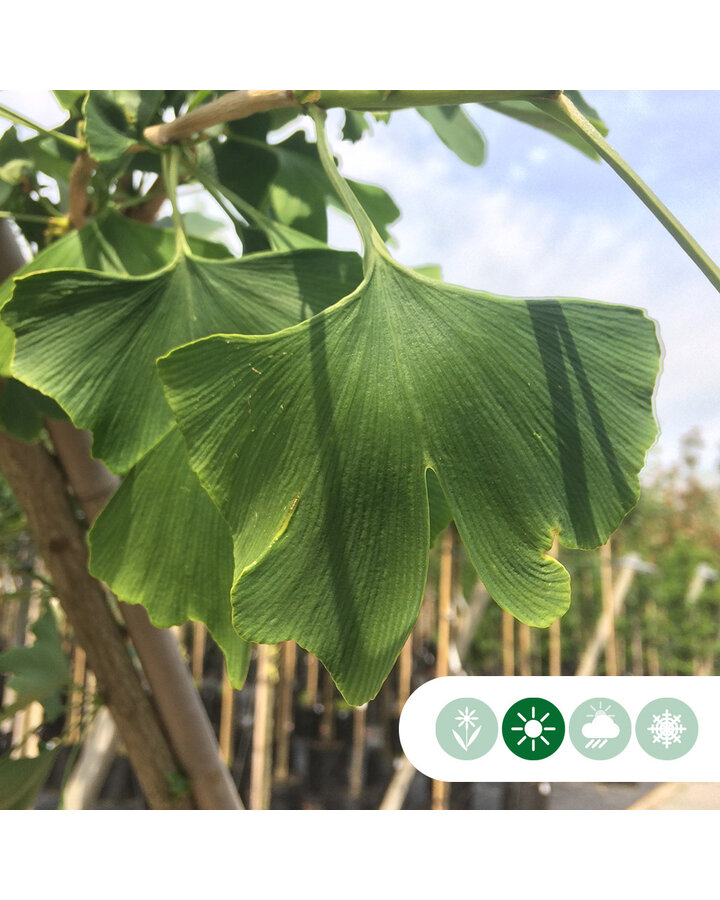 Ginkgo biloba 'Mariken' / Japanse Notenboom Bolvorm