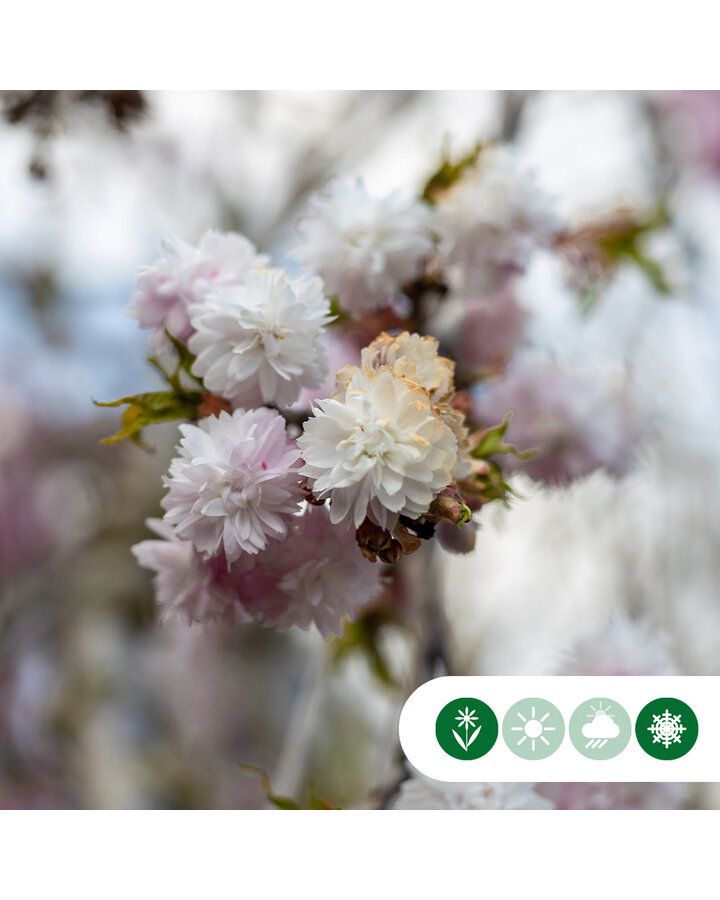 Prunus subh. 'Autumnalis Rosea' | Sierkers | Meerstammig