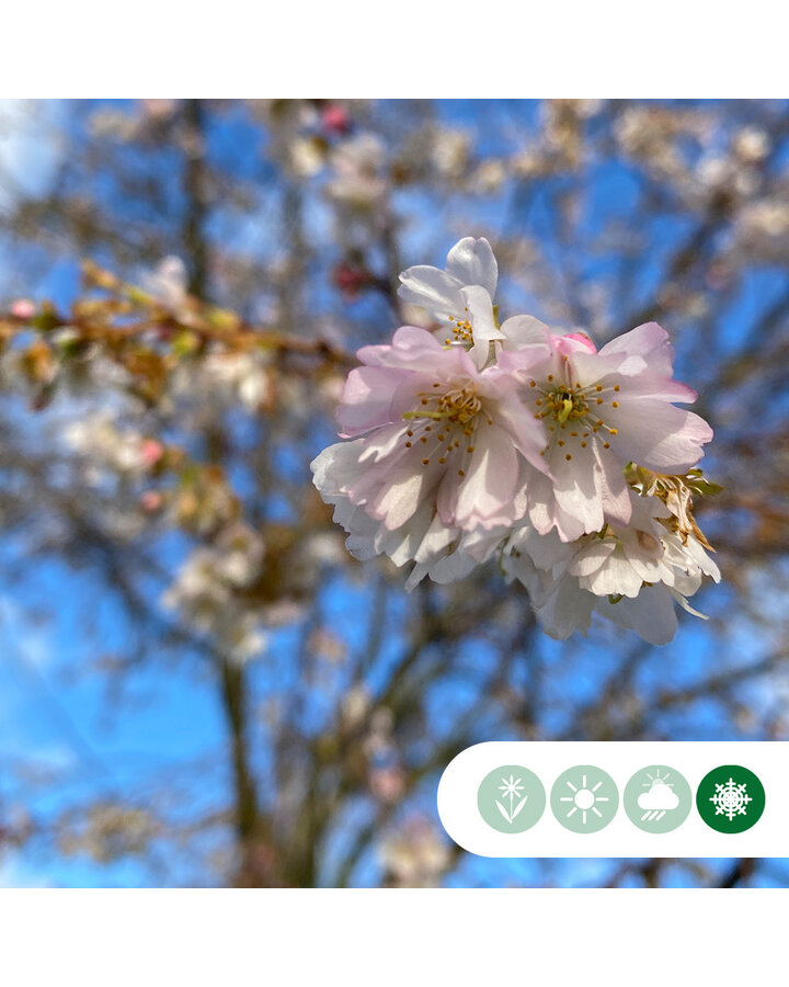 Prunus subh. 'Autumnalis Rosea' | Sierkers | Meerstammig