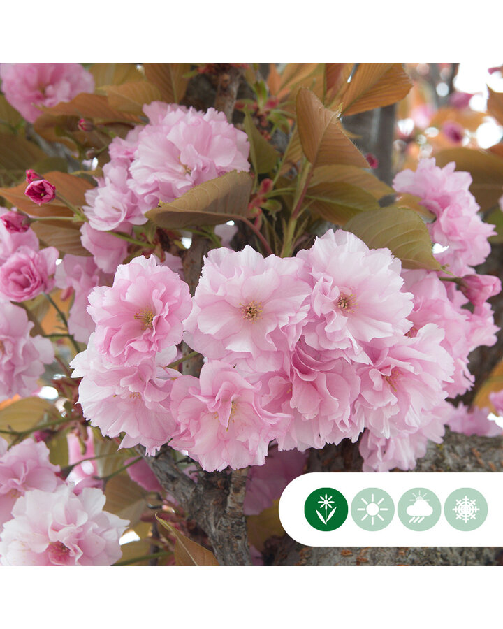 Prunus serrulata 'Kanzan' | Japanse sierkers | Meerstammig