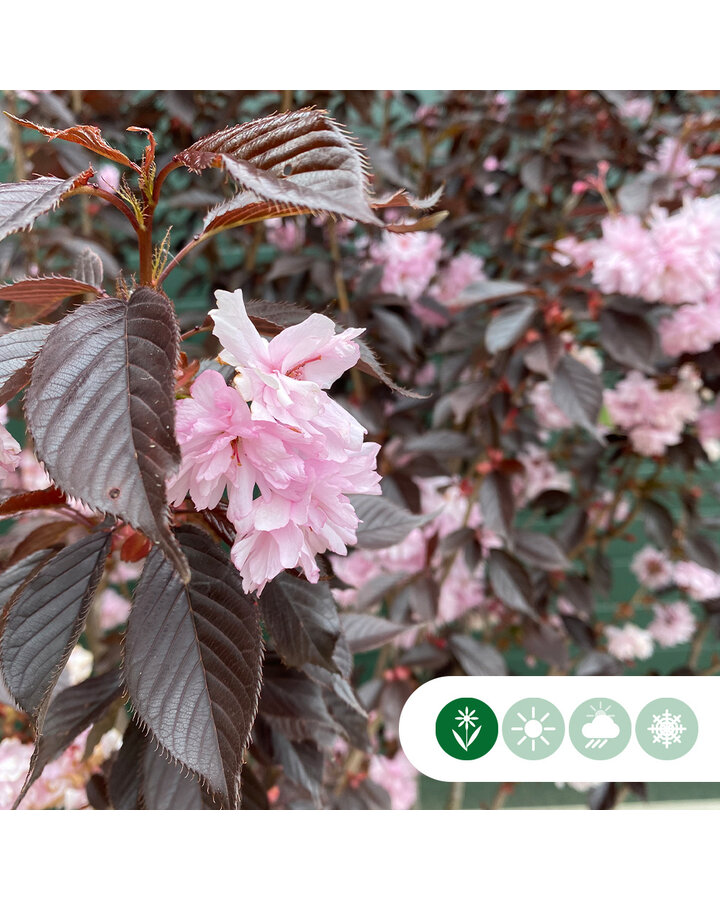 Prunus s. 'Royal Burgundy’ | Rode japanse sierkers | Meerstammig