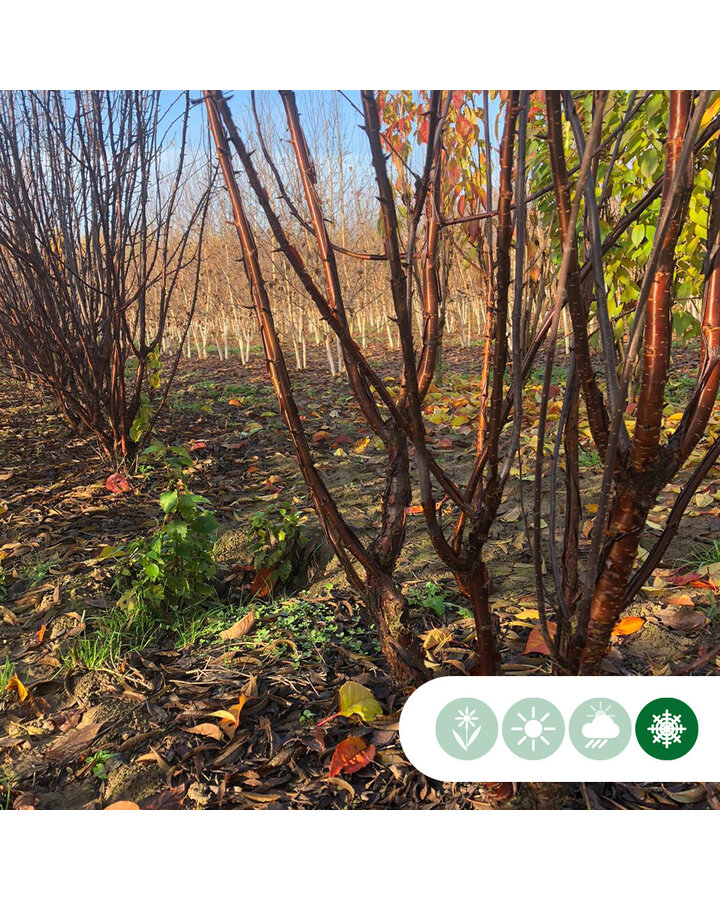 Prunus serrula | Tibetaanse Sierkers | Meerstammig