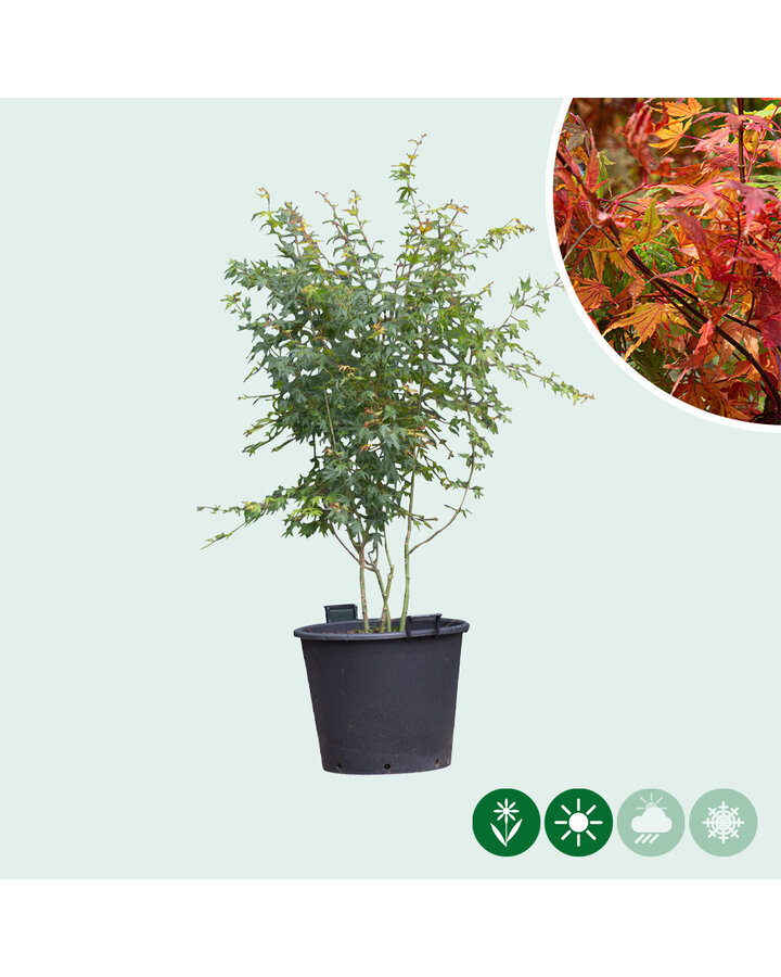 Acer palmatum | Gewone Japanse esdoorn