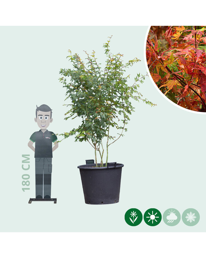 Acer palmatum | Gewone Japanse esdoorn