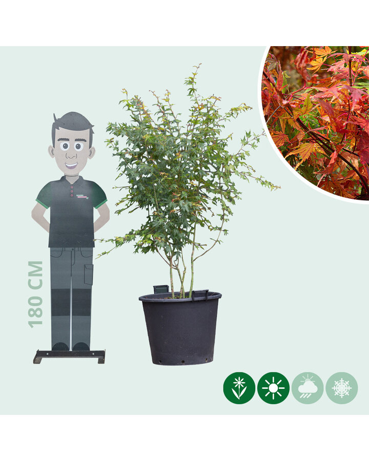 Acer palmatum | Gewone Japanse esdoorn