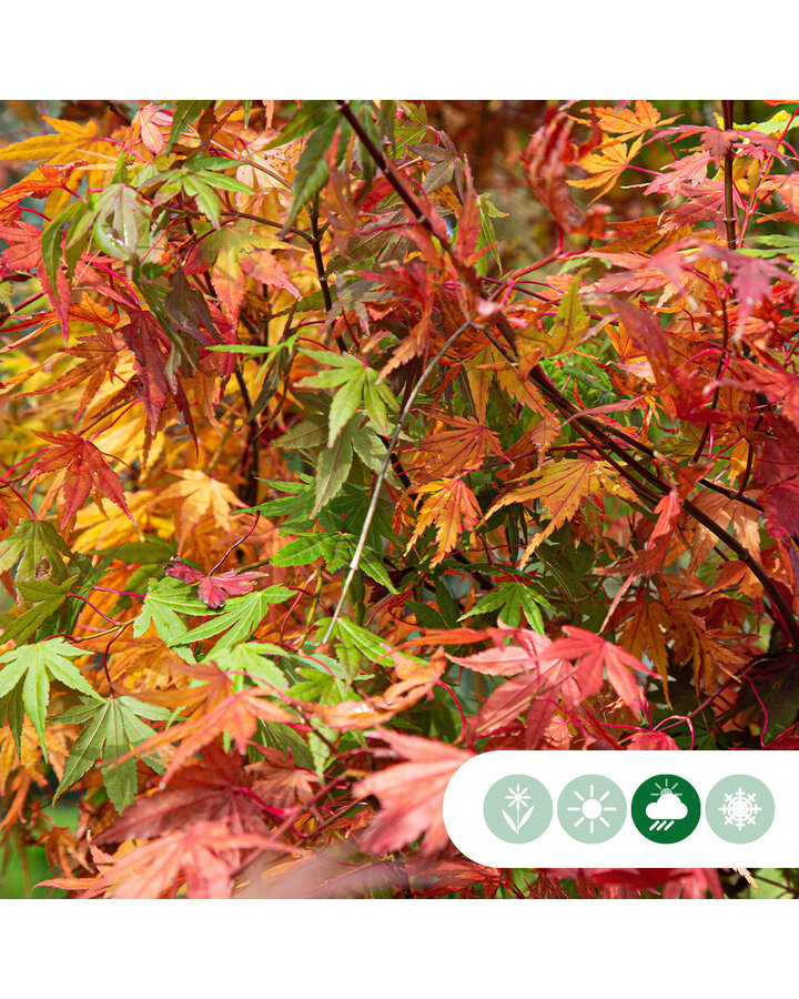 Acer palmatum | Gewone Japanse esdoorn