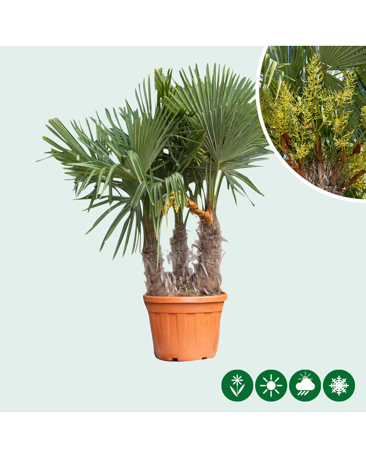 Trachycarpus fortunei | Chinese waaierpalm | meerstammig