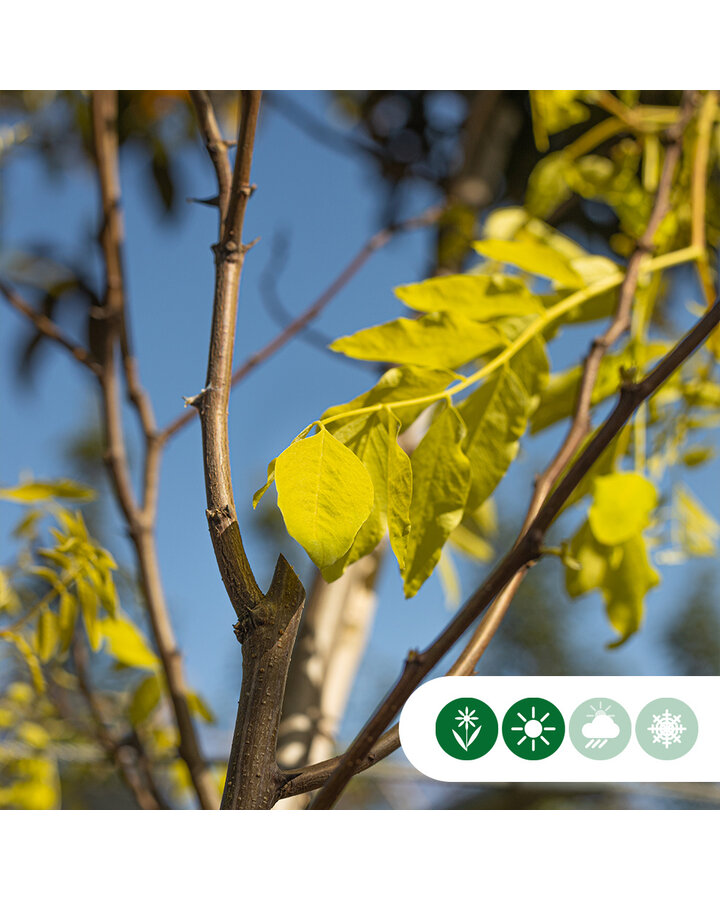 Robinia ps. 'Frisia' | Gele schijn acacia