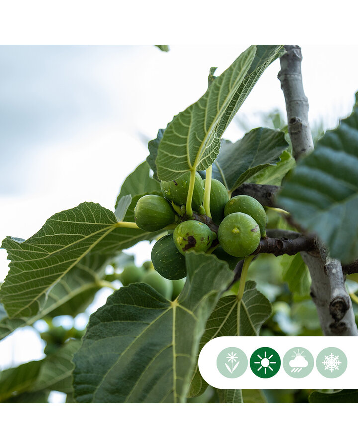 Ficus carica | Vijgenboom | Meerstammig