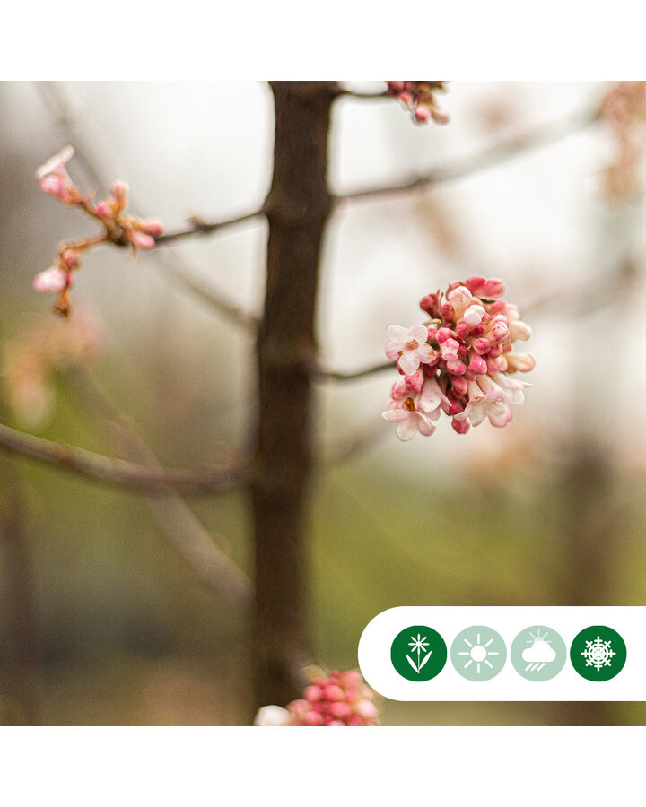 Viburnum bodnantense 'Dawn' | Sneeuwbal | Meerstammig