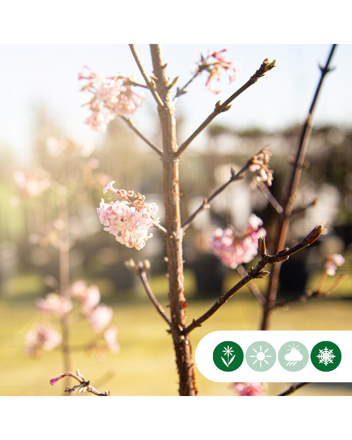 Viburnum bodnantense 'Dawn' | Sneeuwbal | Meerstammig