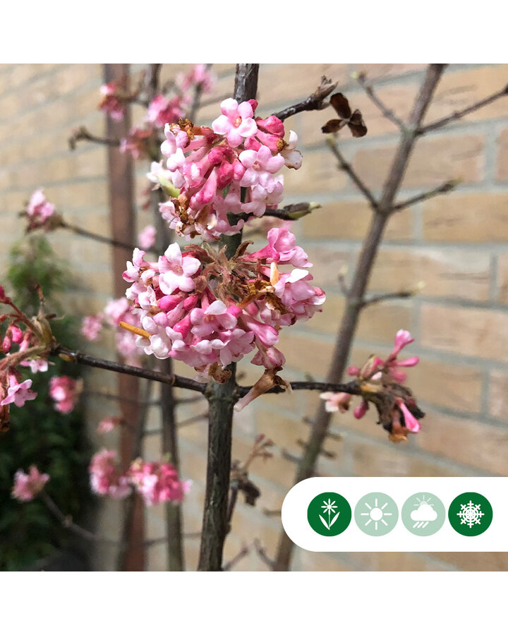 Viburnum bodnantense 'Dawn' | Sneeuwbal | Meerstammig