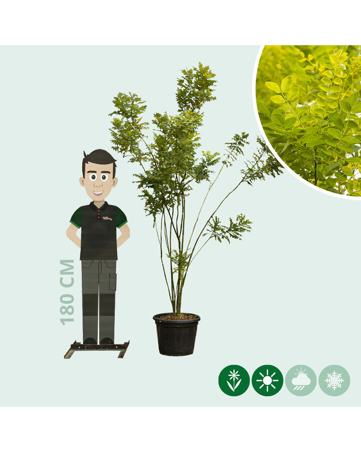 Sophora japonica | Honingboom | Meerstammig