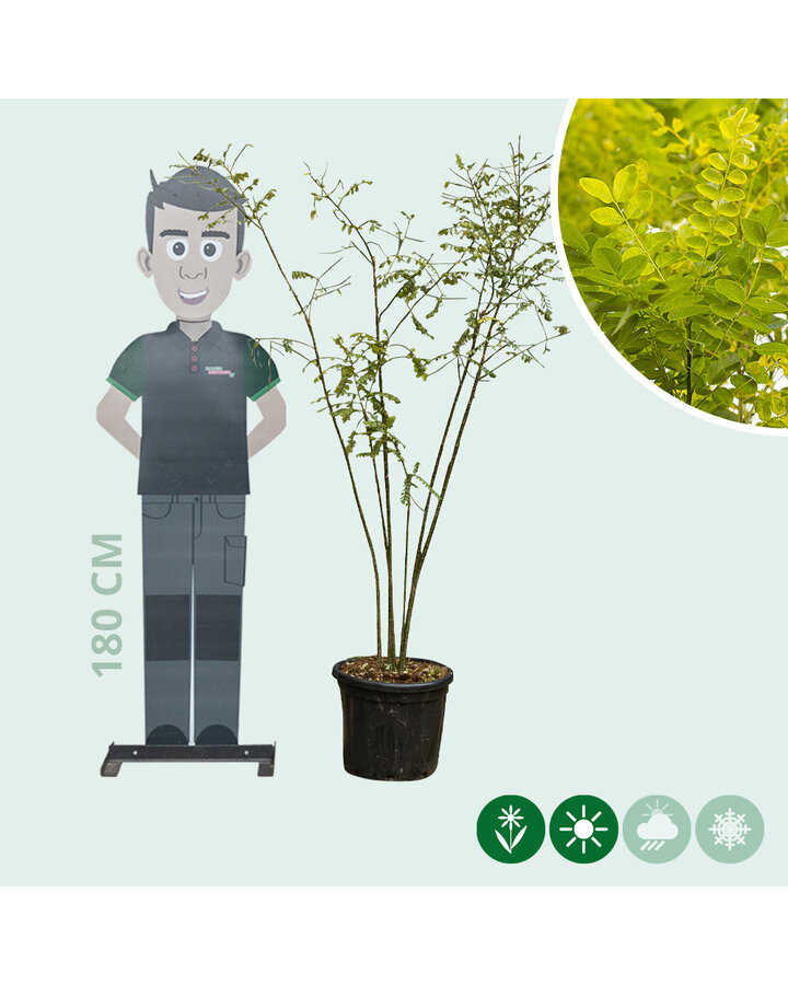 Sophora japonica | Honingboom | Meerstammig