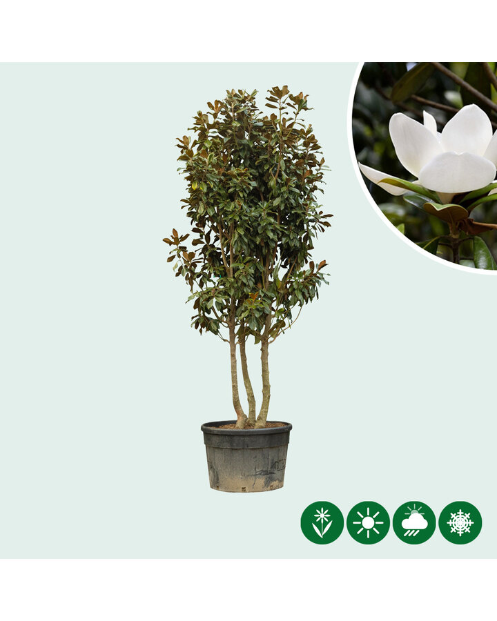 Magnolia grandiflora | Magnolia | Meerstammig