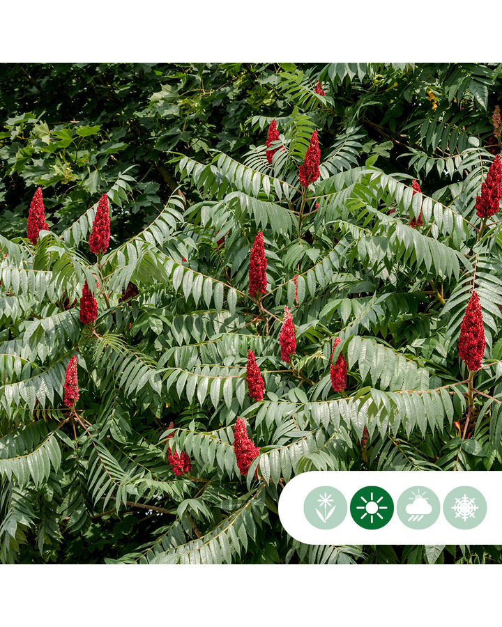 Rhus typhina | Fluweelboom