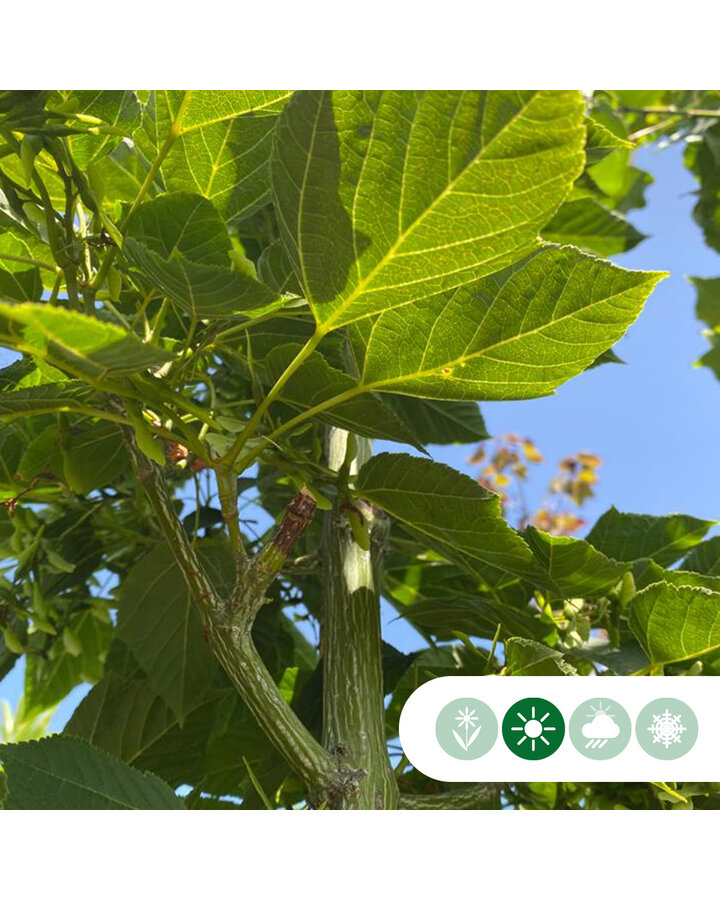 Acer davidii | Chinese esdoorn | Meerstammig