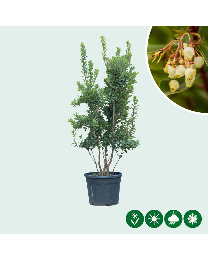 Arbutus unedo | Aardbeienboom | Meerstammig