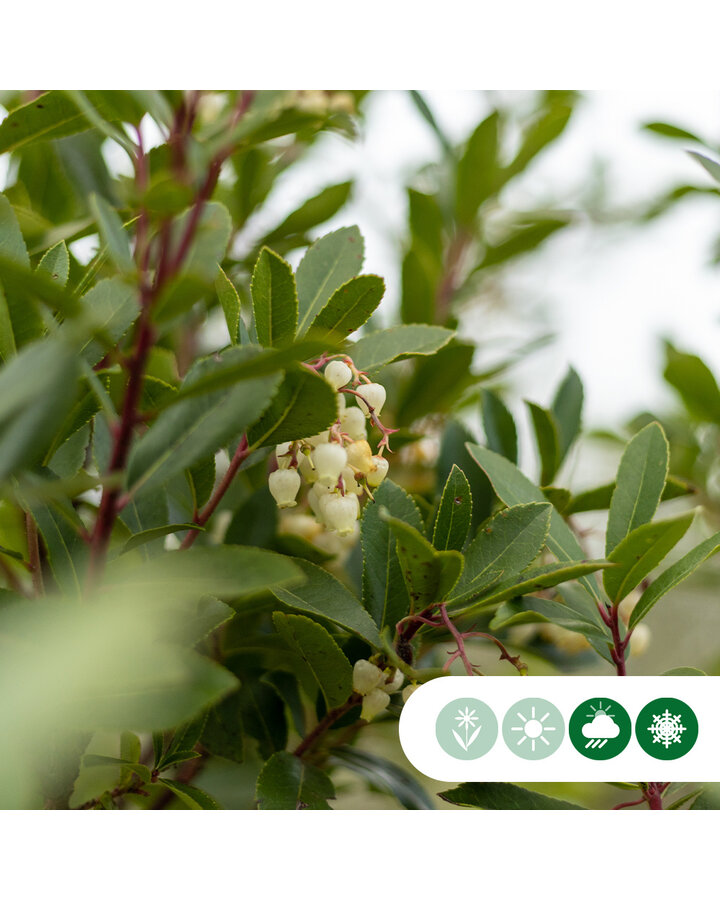 Arbutus unedo | Aardbeienboom | Meerstammig