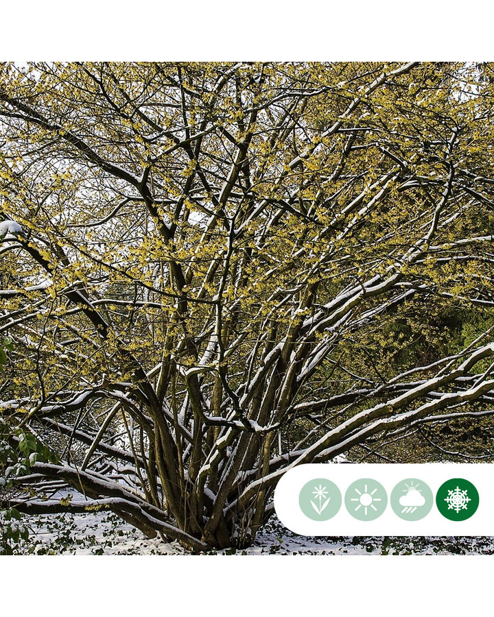 Hamamelis mollis | Toverhazelaar  | Meerstammig