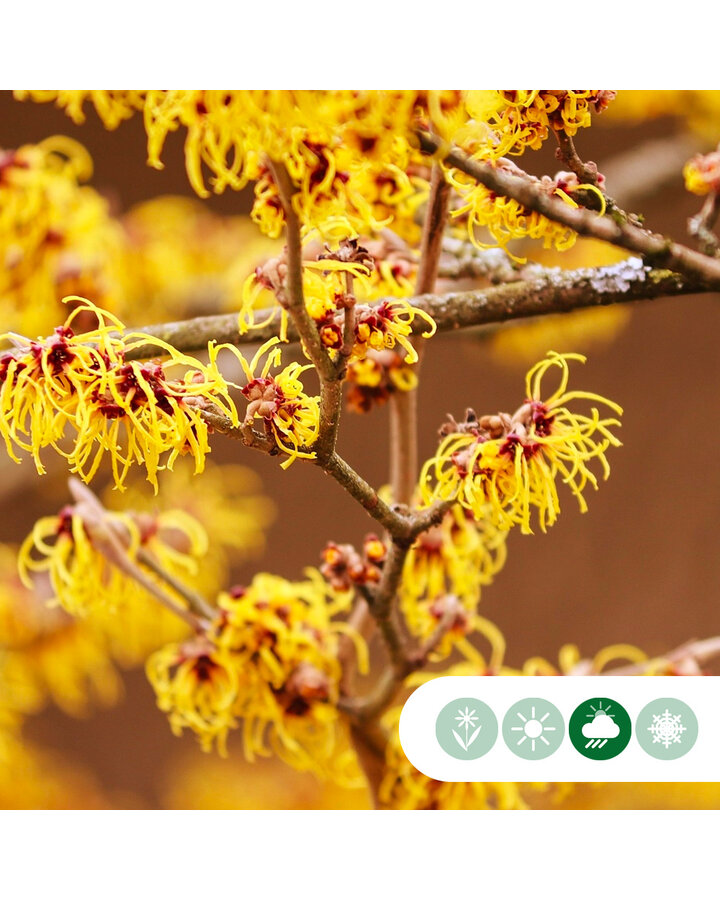 Hamamelis mollis | Toverhazelaar  | Meerstammig