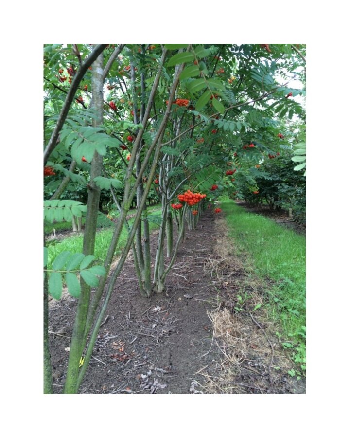 Sorbus aucuparia | Lijsterbes | Meerstammig