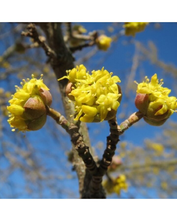 Cornus mas | Gele kornoelje | Meerstammig