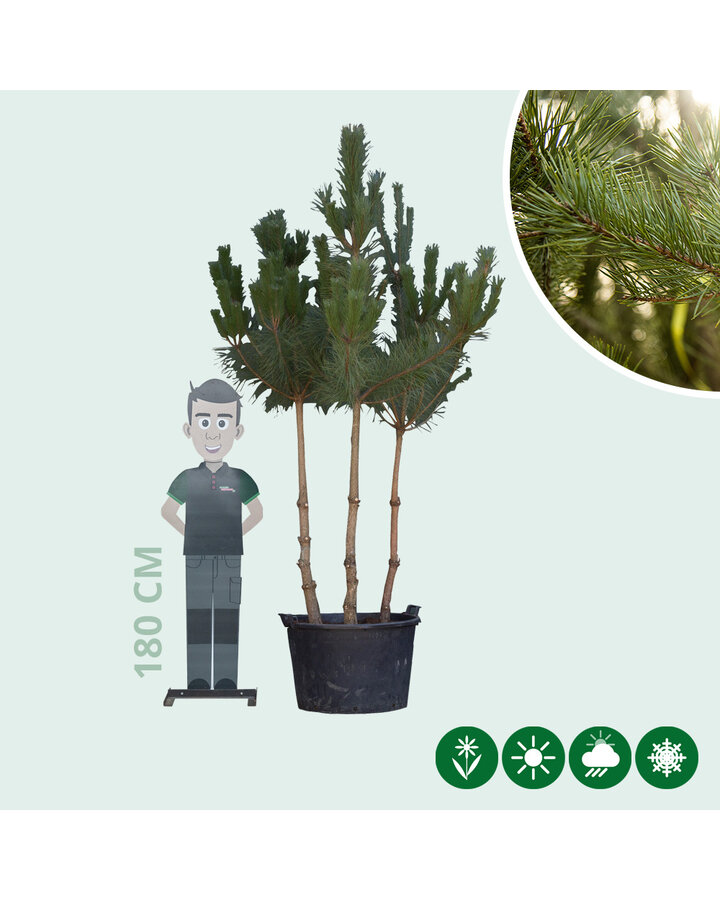 Pinus sylvestris | Grove den | Meerstammig