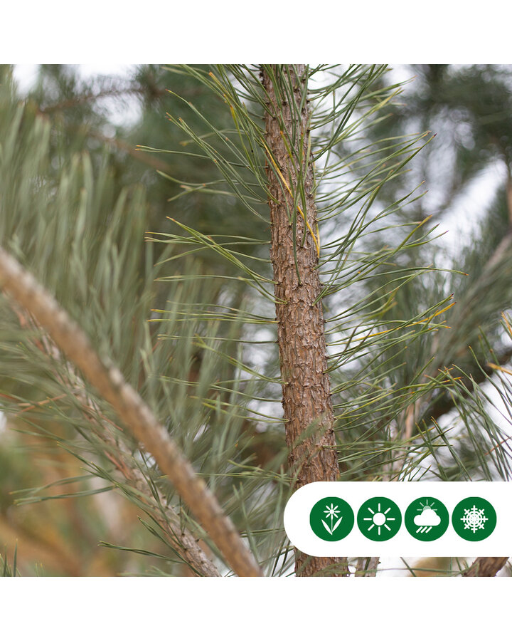 Pinus sylvestris | Grove den | Meerstammig