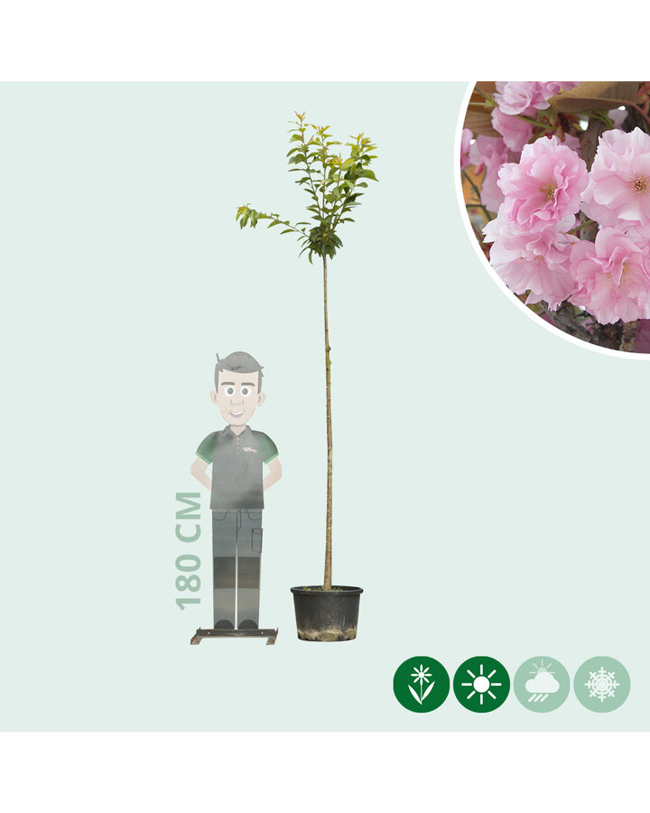 Prunus serrulata 'Kanzan' | Japanse sierkers