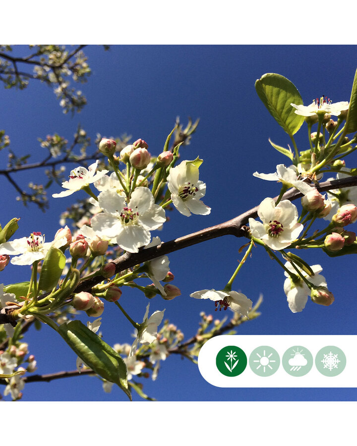 Pyrus calleryana 'Chanticleer' | Sierpeer | Laanboom